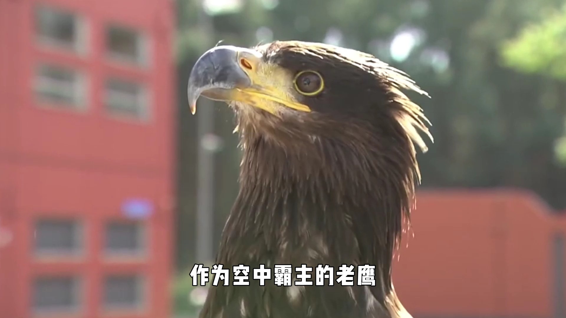 包含老鹰表现抢眼，领先优势不容忽视！的词条